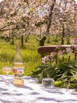 A glass bottle and filled glass sit on a table with leaves and flowers in a blossoming orchard of pink blossoms. Sunlight filters through, creating a peaceful spring scene—perfect to explore Kilkenny Animated Festival vibes outdoors.