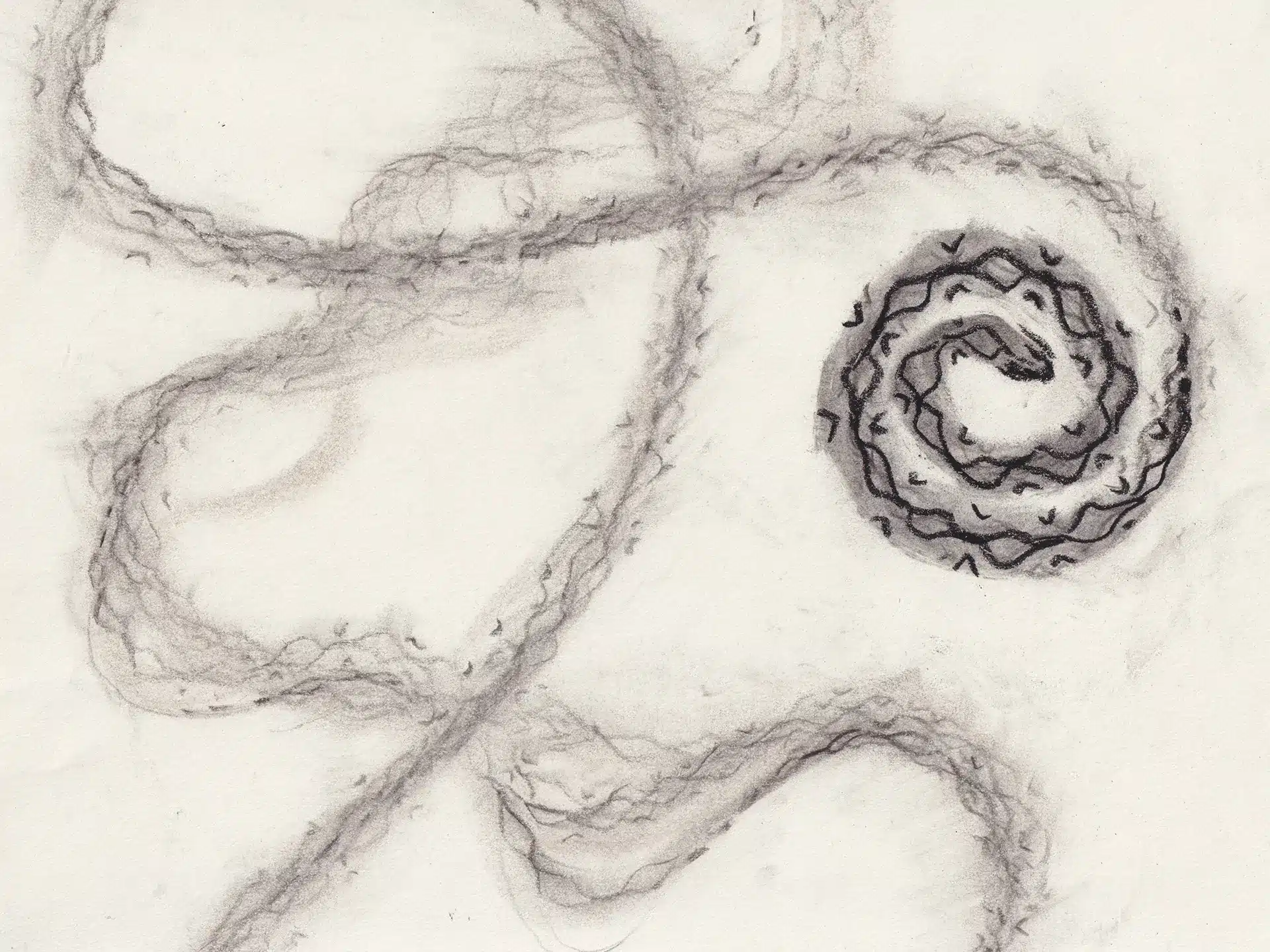 Charcoal drawing of a winding, textured line looping across a white background, ending in a dense spiral on the right side. The line appears rough and organic, with smudged shading and dark outlines.